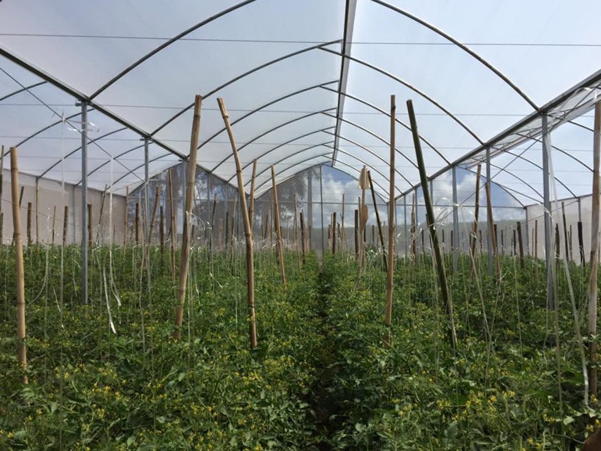 Estufa Lanternim Zenital