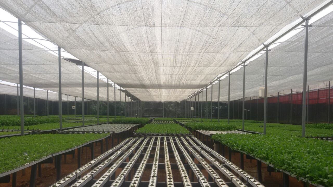 Climatização em Estufas Agrícolas